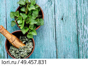 Fresh stinging nettle leaves on wooden table.Urtica dioica, often called common nettle. Bunch of common nettles. Стоковое фото, агентство Ingram Publishing / Фотобанк Лори