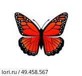 Viceroy limenitis archippus butterfly of orange color with ornaments and decorated wings, morpho insect vector illustration isolated on white. Viceroy Limenitis Archippus Vector Illustration. Стоковая иллюстрация, агентство Ingram Publishing / Фотобанк Лори