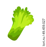 Lettuce salad of green color, healthy meal annual plant vegetable, dieting of people, organic garbage vector illustration isolated on white background. Lettuce Salad Organic Garbage Vector Illustration. Стоковая иллюстрация, агентство Ingram Publishing / Фотобанк Лори
