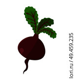 Beetroot vegetable product, beet vegetarian food, plant with leaves of red color, healthy meal flat vector illustration isolated on white background.. Beetroot Vegetable Product Vector Illustration. Стоковая иллюстрация, агентство Ingram Publishing / Фотобанк Лори