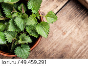 Fresh stinging nettle leaves on wooden table.Urtica dioica, often called common nettle. Bunch of common nettles. Стоковое фото, агентство Ingram Publishing / Фотобанк Лори