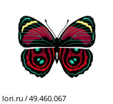 Riodinidae butterfly metalmark with metallic-looking spots wings, morpho butterfly of pink and red color vector illustration isolated on white. Riodinidae Butterfly Metalmark Vector Illustration. Стоковая иллюстрация, агентство Ingram Publishing / Фотобанк Лори