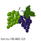 Two sorts of grape, green and lilac fresh fruits, big leaf, tasty bunches with healthy vitamins, vine set, winery raw cartoon vector illustration.. Two Sorts of Grape, Green and Lilac Fresh Fruits. Стоковая иллюстрация, агентство Ingram Publishing / Фотобанк Лори