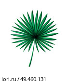 Saw palmetto isolated on white, palm tree green leave realistic design cartoon vector illustration, beautiful plant part, exotic greenery element.. Saw Palmetto Isolated White Palm Tree Green Leaf. Стоковая иллюстрация, агентство Ingram Publishing / Фотобанк Лори