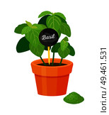 Basil poster of plant with label, aromatic herb growing in pot, powder and spicy condiment green color vector illustration isolated white background. Basil Poster Plant with Table Vector Illustration. Стоковая иллюстрация, агентство Ingram Publishing / Фотобанк Лори