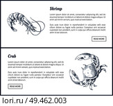 Seafood and crustacean icons vintage illustration. Hand drawn seafood set, decorative icons of shrimp and crab restaurant menu template vector sketch. Seafood and Crustacean Icons Vintage Illustration. Стоковая иллюстрация, агентство Ingram Publishing / Фотобанк Лори