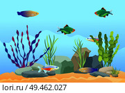 Aquarium underwater vector elements, sand and stones, seaweed and moss on blue background. Guppies, cardinal tetra and pecilia aquarium illustration. Aquarium Fish Swimming Among Stones and Seaweed. Стоковая иллюстрация, агентство Ingram Publishing / Фотобанк Лори