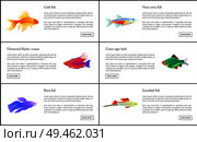Exotic marine animals with shine fins and skins, isolated vector illustrations of gold betta, neon tetra and swordtail fishes, tiger barb and wrasse. Exotic Marine Animals with Shine Fins and Skins. Стоковая иллюстрация, агентство Ingram Publishing / Фотобанк Лори
