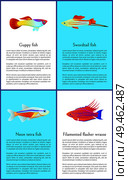 Colorful guppy and swordtail fishes vector posters, illustration of neon tetra and exotic filamented flasher wrasse, set of banner with text sample. Colorful Guppy and Swordtail Fishes Vector Posters. Стоковая иллюстрация, агентство Ingram Publishing / Фотобанк Лори