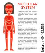 Muscular system of body, poster text sample and woman corpus representing different types of muscles, vector illustration isolated on white background. Muscular System of Body Poster Vector Illustration. Стоковая иллюстрация, агентство Ingram Publishing / Фотобанк Лори