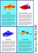 Gold betta and swordtail fishes with filamented flasher wrasse colorful banners isolated on white background vector illustration of marine inhabitants. Gold Betta and Swordtail Fishes Colorful Banners. Стоковая иллюстрация, агентство Ingram Publishing / Фотобанк Лори
