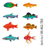 Red zebra and jewel cichlid set of tropical fish. Colorful cold-blooded animals of marine and ocean environment, isolated on vector illustration. Red Zebra and Jewel Cichlid Vector Illustration. Стоковая иллюстрация, агентство Ingram Publishing / Фотобанк Лори