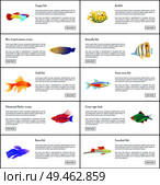 Marine fishes collection color vector illustration of boxfish guppy golden and neon tetra with colorful wrasses, isolated on white aquatic citizen set. Marine Fishes Collection Color Vector Illustration. Стоковая иллюстрация, агентство Ingram Publishing / Фотобанк Лори
