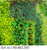 Green various creeper fern and lush plant on wall. Nature and environment concept. Стоковое фото, агентство Ingram Publishing / Фотобанк Лори