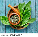 Leaf of greater plantain.Healing herbs.Medicinal herbs on table. Plantain-valuable medicinal plants. Стоковое фото, агентство Ingram Publishing / Фотобанк Лори