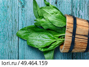 Leaf of greater plantain.Healing herbs.Plantago lanceolata. Family Plantaginaceae. Plantain-valuable medicinal plants. Стоковое фото, агентство Ingram Publishing / Фотобанк Лори