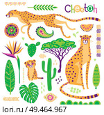 Wild exotic cats, tropical plants and ethnic patterns set. Cheetahs and their cub. Vector illustration of cartoon style.. Wild exotic cats, tropical plants and ethnic patterns set. Cheetahs and their cub. Vector illustration of cartoon style. Стоковая иллюстрация, агентство Ingram Publishing / Фотобанк Лори