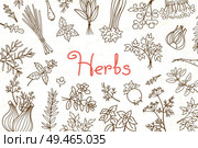 Background with various herbs used in cooking and inscription for the design of menus, recipes and packaging products. Vector illustration.. Background with various herbs used in cooking and inscription for the design of menus, recipes and packaging products. Vector illustration. Стоковая иллюстрация, агентство Ingram Publishing / Фотобанк Лори