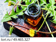 Medicinal plant dandelion or Taraxacum officinale.Dandelion leaves.Herbal apothecary. Fresh herbs. Dandelion tincture in bottle. Стоковое фото, агентство Ingram Publishing / Фотобанк Лори