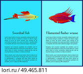 Filamented flasher wrasse and swordtail fish icons. Freshwater aquarium pets silhouette image on blue background in cartoon style vector illustration. Filamented Flasher Wrasse and Swordtail Fish. Стоковая иллюстрация, агентство Ingram Publishing / Фотобанк Лори