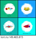Boxfish and filamented flasher wrasse posters set. Neon tetra fish and guppy. Fauna of tropical islands and exotic sea oceans vector illustration. Boxfish and Filamented Flasher Vector Illustration. Стоковая иллюстрация, агентство Ingram Publishing / Фотобанк Лори