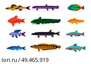 Jack Dempsey and cichlid fish set. Marine and ocean dwellers with spots on body, gills and vents. Limbless animals isolated on vector illustration. Jack Dempsey and Cichlid Set Vector Illustration. Стоковая иллюстрация, агентство Ingram Publishing / Фотобанк Лори