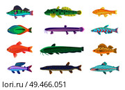 Jack Dempsey and cichlid fish set. Marine and ocean dwellers with spots on body, gills and vents. Limbless animals isolated on vector illustration. Jack Dempsey and Cichlid Set Vector Illustration. Стоковая иллюстрация, агентство Ingram Publishing / Фотобанк Лори