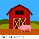 Pig in nature of farm ranch. Red barn place for swine to live Livestock breeding and farming piglet, mammal animal at homestead vector illustration. Pig in Nature of Farm Ranch Vector Illustration. Стоковая иллюстрация, агентство Ingram Publishing / Фотобанк Лори