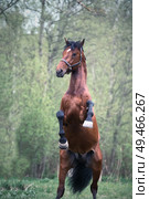 playing and rearing bay Oldenburg stallion. raining. Стоковое фото, агентство Ingram Publishing / Фотобанк Лори