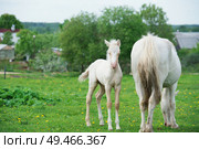 pony cream foal with mom in green grass meadow. Стоковое фото, агентство Ingram Publishing / Фотобанк Лори