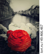 Closeup of beautiful red flower on the bridge in Strasbourg, France, Alsace. Selective color with vintage photo filter. Romantic city background with traditional timbered houses near the river. Стоковое фото, агентство Ingram Publishing / Фотобанк Лори