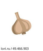 Pungent garlic plant with burning taste as spicery meal or dish seasoning. Uncut herb bulb flat vector depiction for culinary material illustration.. Uncut Garlic Bulb Spicery or Seasoning Isolated. Стоковая иллюстрация, агентство Ingram Publishing / Фотобанк Лори