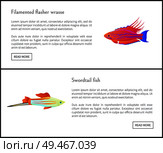Filamented flasher wrasse and swordtail sharp fish web sites set with headlines and info, Tropical species of marine waters on vector illustration. Filamented Flasher Wrasse Set Vector Illustration. Стоковая иллюстрация, агентство Ingram Publishing / Фотобанк Лори