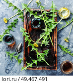 Medicinal plant dandelion or Taraxacum officinale.Dandelion leaves.Herbal medicine. Dandelion tincture in bottle. Стоковое фото, агентство Ingram Publishing / Фотобанк Лори