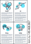 Octopus and eel posters set with headlines, text sample. Shrimp and scallop unprepared marine ingredients of exquisite dishes vector illustration. Octopus and Eel Posters Set Vector Illustration. Стоковая иллюстрация, агентство Ingram Publishing / Фотобанк Лори