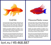 Filamented flasher wrasse and gold fish posters. Freshwater aquarium pets silhouette image on white background in cartoon style vector illustration. Filamented Flasher Wrasse and Gold Fish Posters. Стоковая иллюстрация, агентство Ingram Publishing / Фотобанк Лори