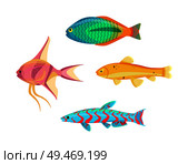 Betta splendens fish types set. Tropical and marine cold-blooded limbless animals. Water dwellers with gills and fins, isolated on vector illustration. Betta Splendens Fish Types Set Vector Illustration. Стоковая иллюстрация, агентство Ingram Publishing / Фотобанк Лори