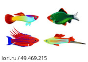 Aquarium pet shapes isolated on white. Freshwater animal guppy and green tiger barb, swordtail fish and filamented flasher wrasse vector illustration. Aquarium fish silhouette isolated on white icons. Стоковая иллюстрация, агентство Ingram Publishing / Фотобанк Лори