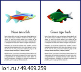 Green tiger barb and neon tetra fishes posters isolated on white backgrounds, vector illustration of varicoloured exotic water habitants, text sample. Green Tiger Barb and Neon Tetra Fishes Posters. Стоковая иллюстрация, агентство Ingram Publishing / Фотобанк Лори