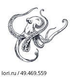 Octopus seafood vector monochrome illustration. Hand drawn decorative vintage icon of ocean animal isolated on white restaurant menu template sketch. Octopus seafood vector monochrome illustration. Стоковая иллюстрация, агентство Ingram Publishing / Фотобанк Лори