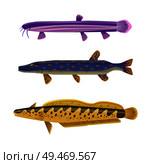 Brook and rainbow tout long fish set. Animals with spots on body and typical shape. Limbless animals water dwellers isolated on vector illustration. Brook and Rainbow Tout Set Vector Illustration. Стоковая иллюстрация, агентство Ingram Publishing / Фотобанк Лори