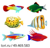 Aquarium pet shapes isolated on white. Guppy and green tiger barb, neon tetra, filamented flasher wrasse, butterfly fish, boxfish vector illustration. Aquarium fish silhouette isolated on white icons. Стоковая иллюстрация, агентство Ingram Publishing / Фотобанк Лори