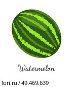 Watermelon or citron melon berry, ripe tropical or subtropical plant vector illustration icon isolated on white. Food with seeds or seedless edible fruit. Watermelon Citron Melon Berry Ripe Tropical Fruit. Стоковая иллюстрация, агентство Ingram Publishing / Фотобанк Лори