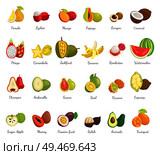 Kiwano coconut and banana set of ripe tropical fruits. Avocado and cupuacu, salak and kumquat, lychee and bael, papaya and succulent mango vector. Kiwano Coconut and Banana Set Vector Illustration. Стоковая иллюстрация, агентство Ingram Publishing / Фотобанк Лори