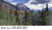 Forest with mountain in the background, Canadian Rockies, Icefields Parkway, Jasper, Alberta, Canada. Стоковое фото, агентство Ingram Publishing / Фотобанк Лори