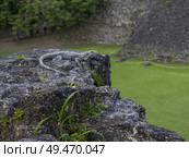 Iguana on rock, Ancient Mayan Archaeological Site, San Jose Succotz, Cayo District, Belize. Стоковое фото, агентство Ingram Publishing / Фотобанк Лори