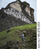 Low angle view of iguana climbing mound near pyramid, Ancient Mayan Archaeological Site, San Jose Succotz, Cayo District, Belize. Стоковое фото, агентство Ingram Publishing / Фотобанк Лори