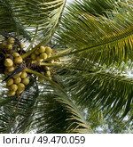 Low angle view of coconuts on tree, San Ignacio, Belize. Стоковое фото, агентство Ingram Publishing / Фотобанк Лори