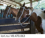 Horses in stable, Chaa Creek Road, Chaa Creek Nature Reserve, San Ignacio, Belize. Стоковое фото, агентство Ingram Publishing / Фотобанк Лори