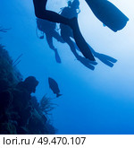 Scuba divers underwater, Tarpon Cayes, Lighthouse Reef, Belize Barrier Reef, Belize. Стоковое фото, агентство Ingram Publishing / Фотобанк Лори